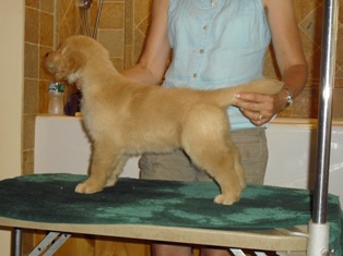 GOLDEN-B-BEAR Kennels, Golden Retrievers - Plymouth, New Hampshire